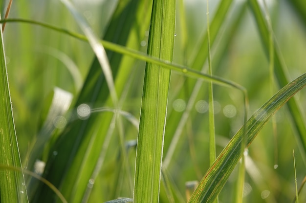 Free photo blades of grass