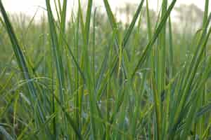 Free photo blades of grass