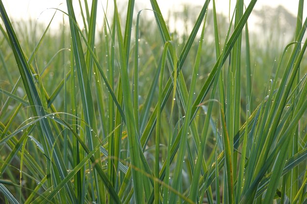 Blades of grass