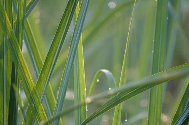 Blades of grass