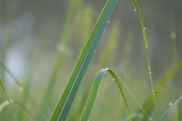 Blades of grass