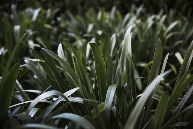 Blades of pale grass