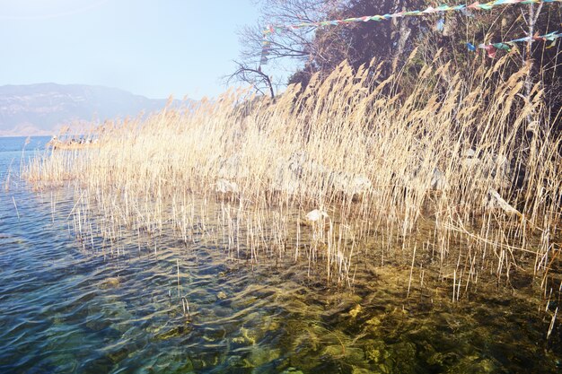 Blades of straw coming out of the water