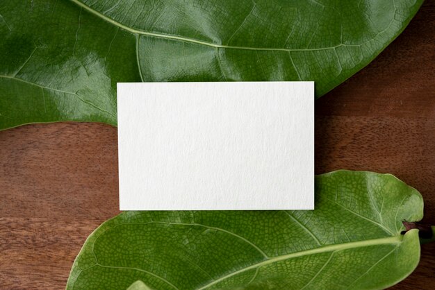 blank birthday card on green leaves