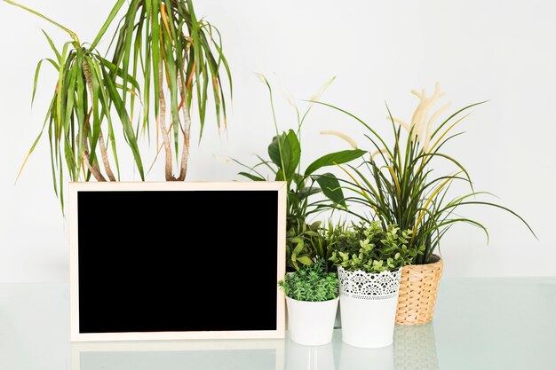 Blank black slate with potted plants on desk