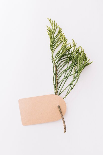 Blank brown tag with cedar twig on white background