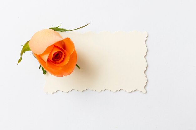 Blank card with roses