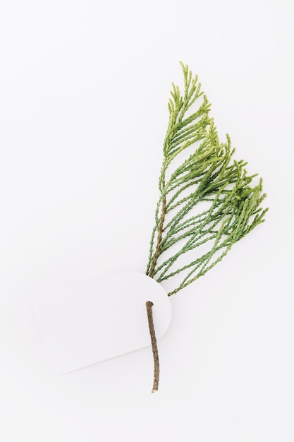 Free photo blank tag with cedar twig isolated on white backdrop