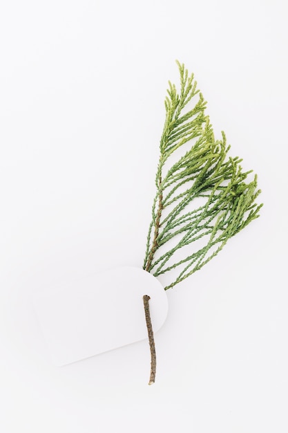 Blank tag with cedar twig isolated on white backdrop