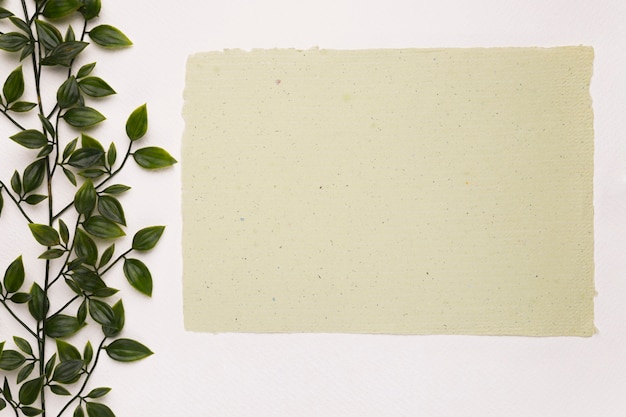 Blank textured paper near the green plant on white backdrop