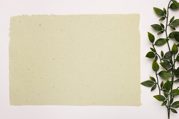 Blank textured paper near the plant leaves on white backdrop