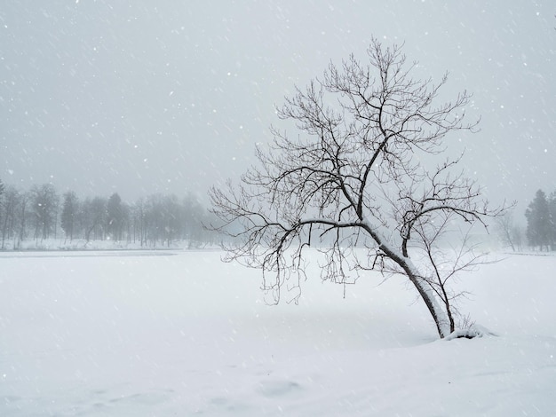 ウィンターパーク​の​吹雪​。​雪​に​覆われた​木​。​冬​の​曲がった​木​。​ミニ​マル​な​冬​の​風景​。​スペース​を​コピーします​。