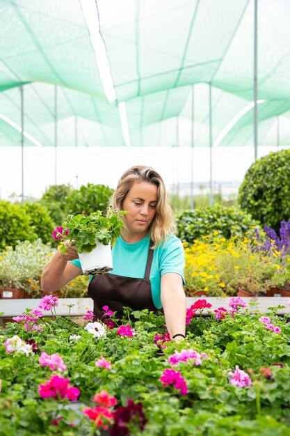 Blonde gardener working with pelargonium plants in greenhouse