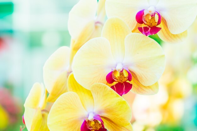 ブルームフローラクローズアップ春の花