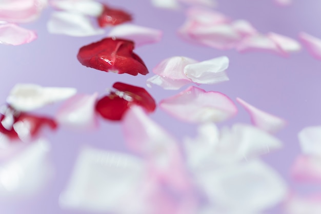 Bloom petals on water