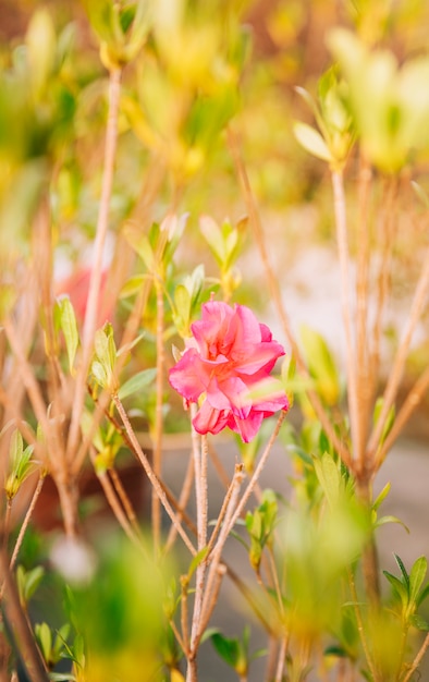 Fiorisca il fiore rosa sul ramoscello nell'ora legale