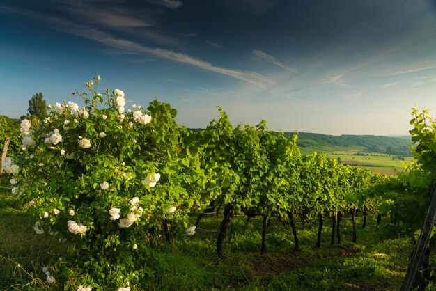 Bloomed white rose bush in the vineyard in the hills at sunset