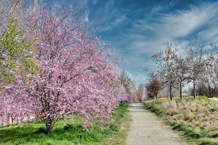 Free Photo blooming almond tree with pink flowers near a path in a park
