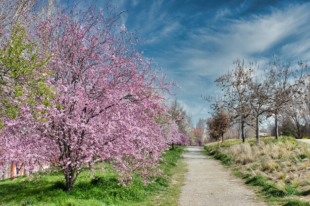 Blooming almond tree with pink flowers near a path in a park