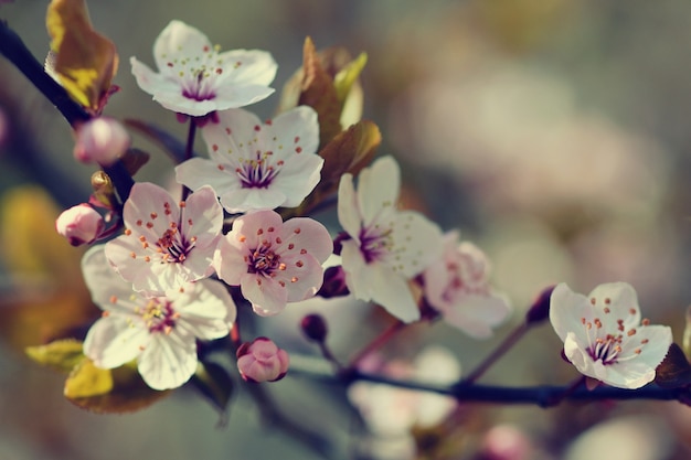 "Blooming apple tree in close-up"