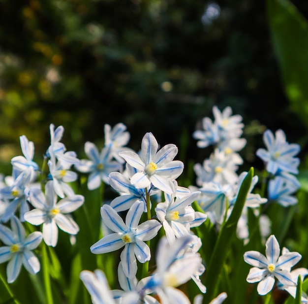 Blooming of beautiful white flowers puschkinia scilloides in the spring garden