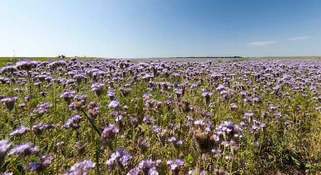 Цветущие синие фиолетовые цветы цветы в поле, сельскохозяйственное поле с цветами медоносов для производства большого количества меда