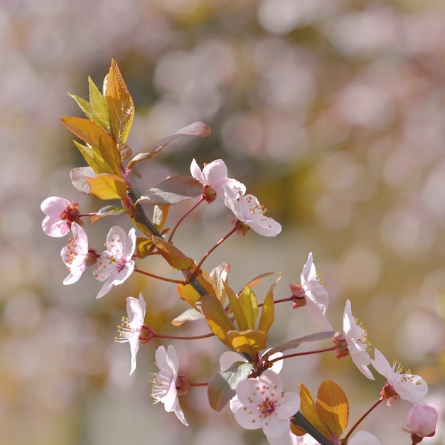 &quot;アップルツリーの開花支店&quot;