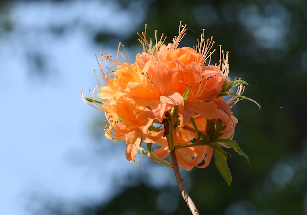 Blooming cluster of orange azalea blossoms flowering.