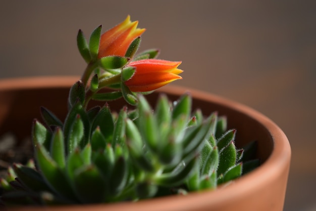 Цветущее растение echeveria secunda с оранжевыми цветами в горшке