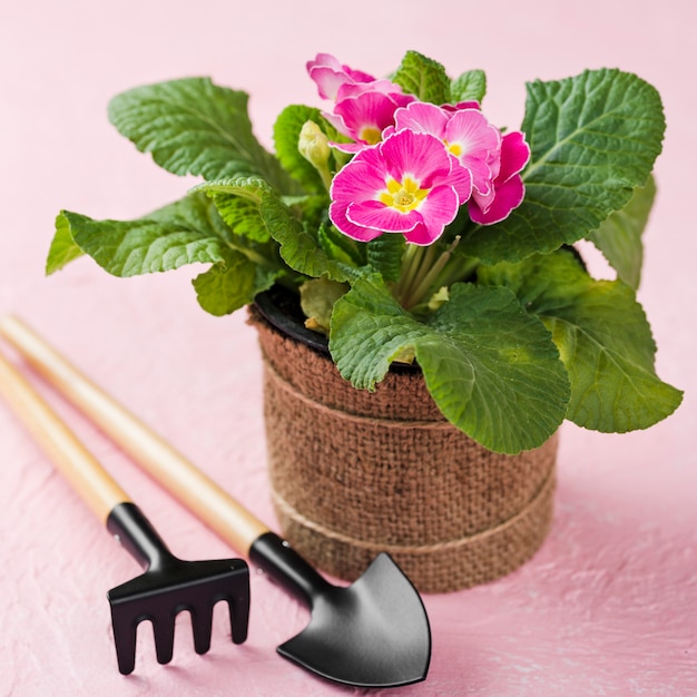 Free photo blooming flower pot beside tools