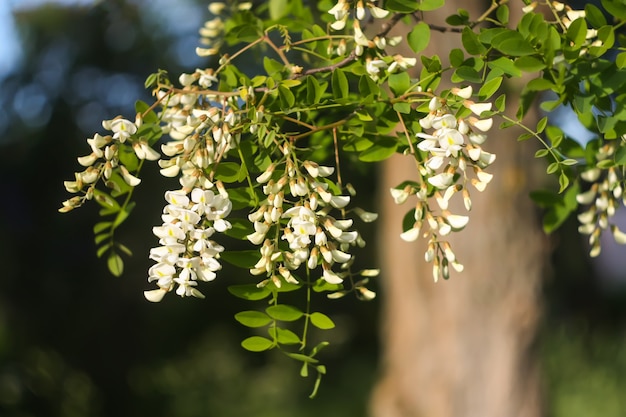 春​の​公園​に​咲く​白い​アカシア​の​木​の​花​。