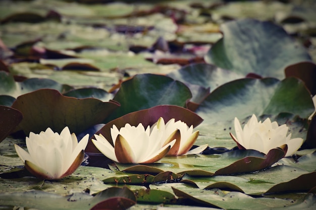 &quot;水に咲く花&quot;