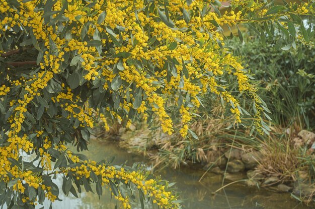 Blooming golden locust bush on a canal in the park blurred focus spring time Idea for background with place for text time for vacation or travel Urban spaces or parks