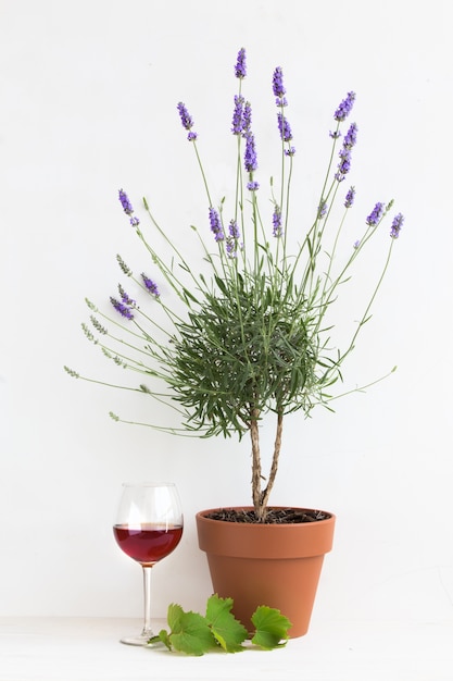 Free photo blooming lavender at provence interior.