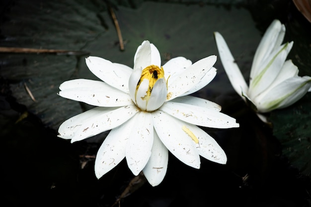 Blooming lotus flower on the water