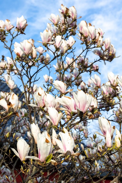 Blooming magnolia branches magnolia flowers on a tree