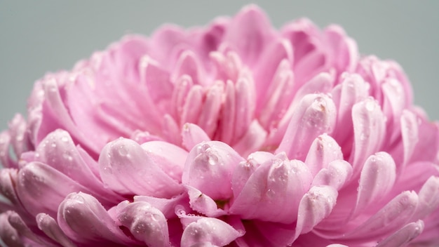 Цветущий розовый цветок с мокрыми лепестками