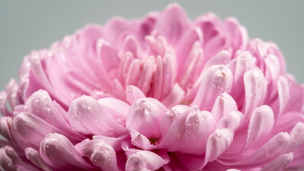 Blooming pink flower with wet petals