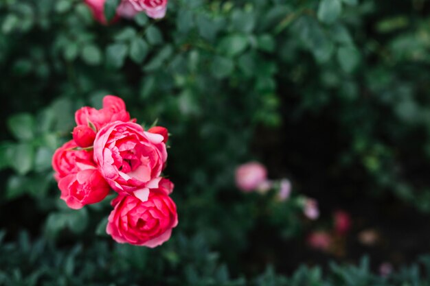 식물원에서 분홍색 꽃을 피