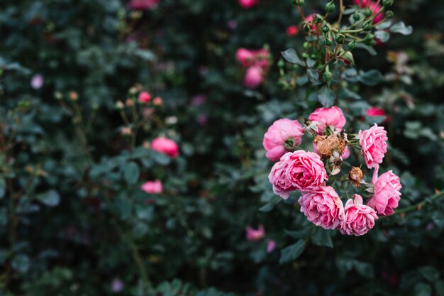 庭にピンクの桃の花が咲く