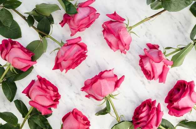 Blooming pink roses arrangement flat lay