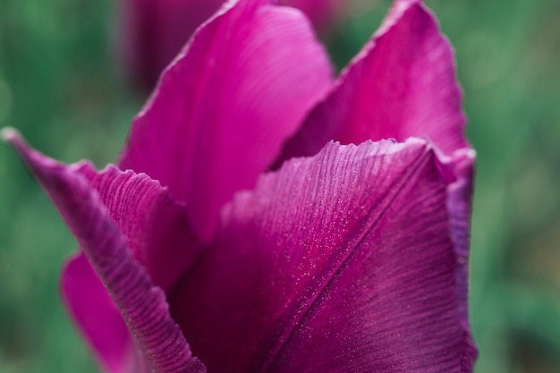 Blooming pink tulip flower