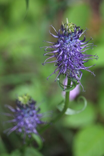 Blooming purple flower in a natural environment