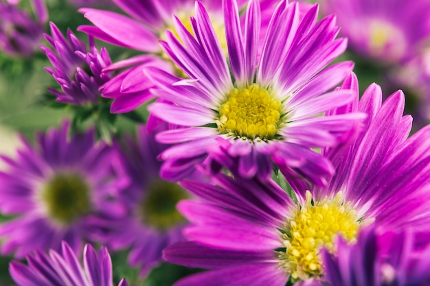 Blooming purple flowers