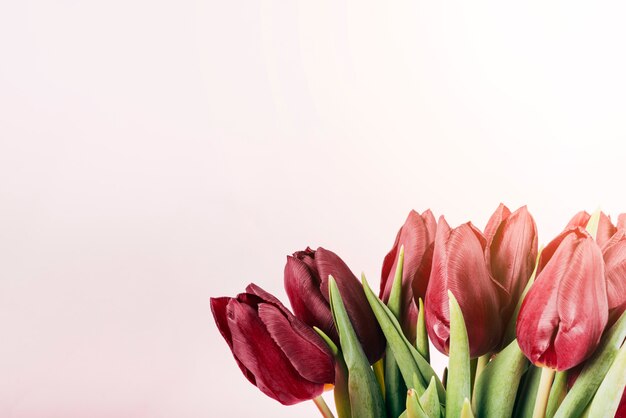 Blooming red tulip flowers on pink backdrop