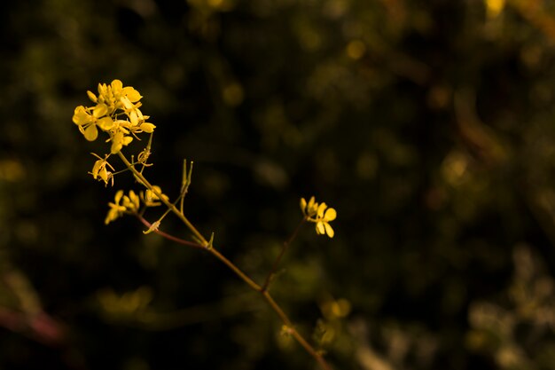 Цветущие маленькие желтые цветы