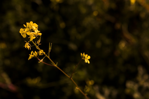 Blooming small yellow flowers