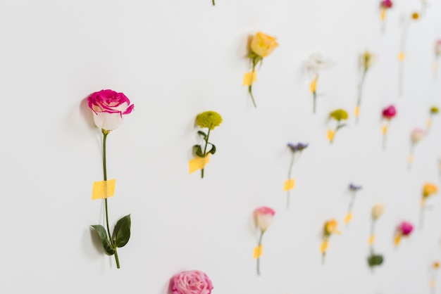 Fiori di primavera in fiore