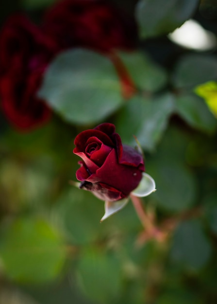 Blooming spring rose in nature