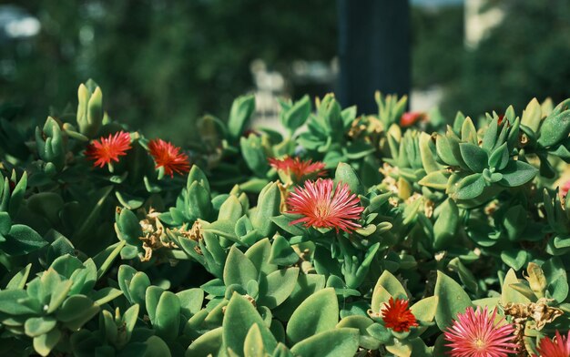 Blooming succulents closeup the idea of decorating space and improving the environment Decorating a balcony patio or loggia with fresh flowers